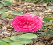 2020 09 01 LyndaleParkRoseGarden 043